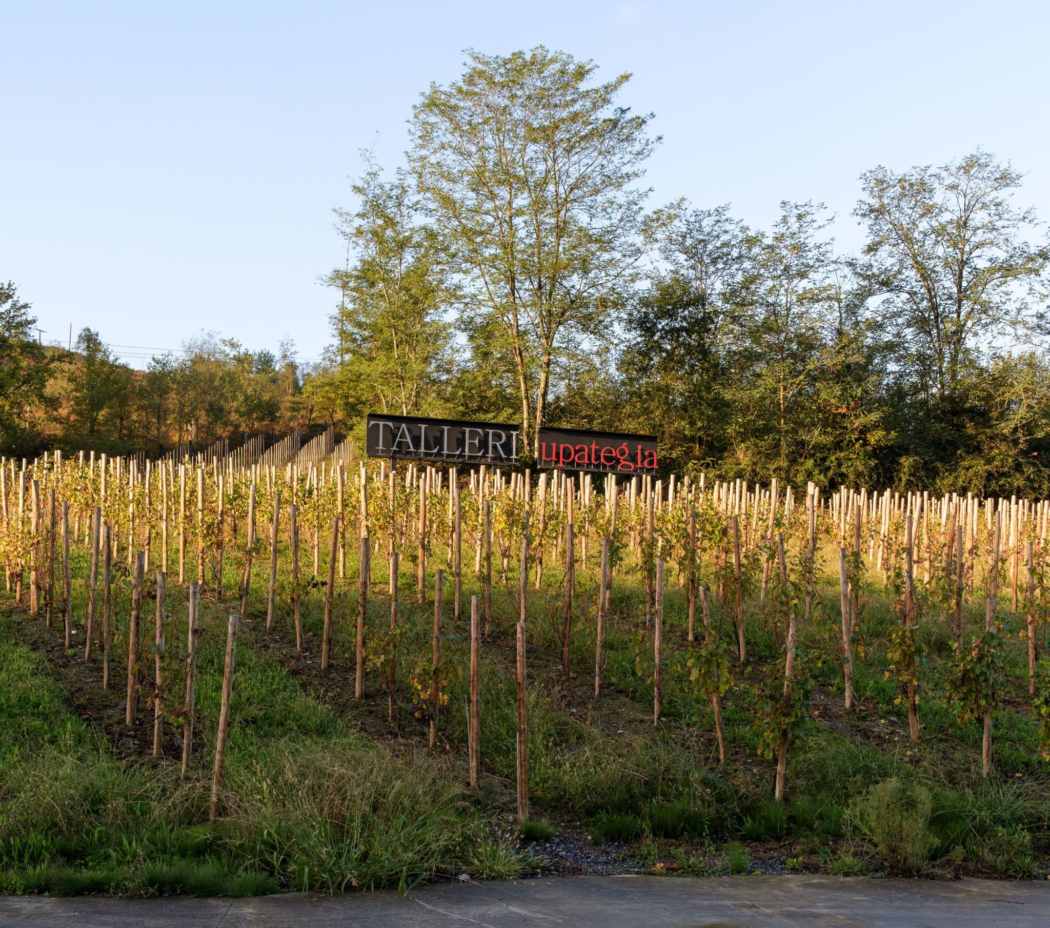 Bodega Talleri: bodega de txakoli en Morga