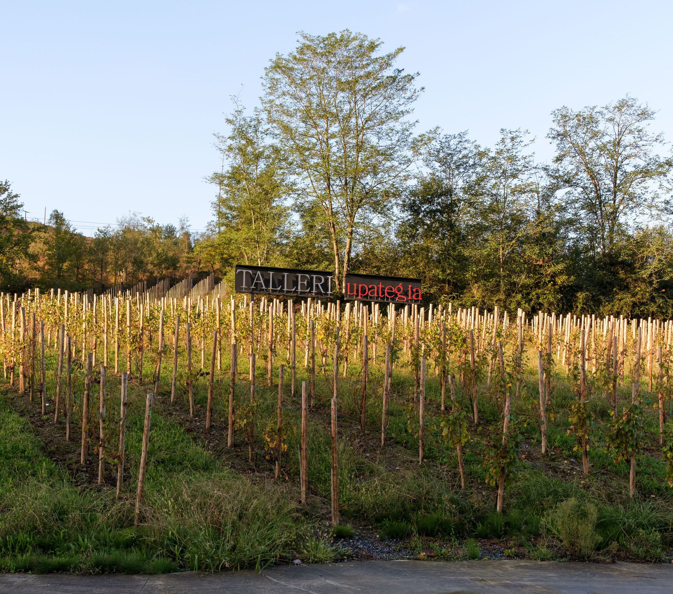 Bodega Talleri entre los viñedos de Morga